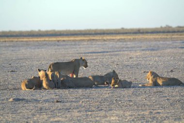 lion family of the african family