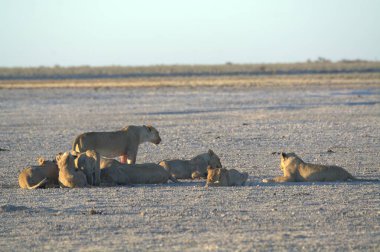 Kenya savanındaki aslanlar