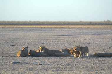 Namibya 'daki Etoşa Milli Parkı' nda dinlenen aslanlar