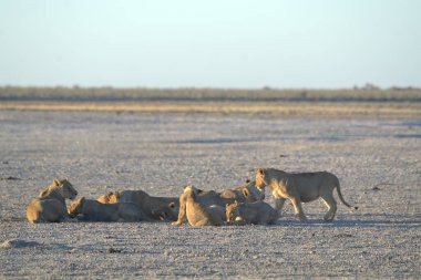 Savanadaki bir grup aslan.