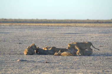 Kenya savanındaki aslanlar
