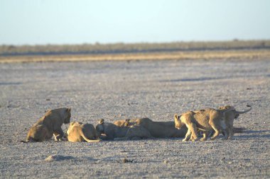 Savanadaki bir grup aslan.