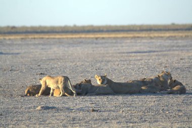 Etoşa namibya aslanları