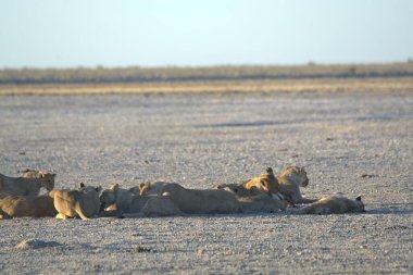 a group of wild lions in the savannah of etosha national park in namibia