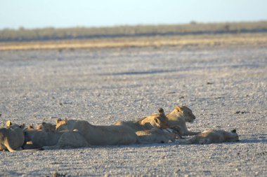 Çölde bir grup aslan.