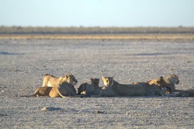 lioness, panthera leo, male lion