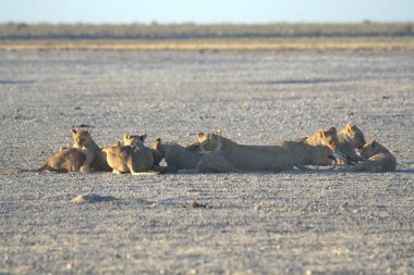 Etoşa Ulusal Parkı, Namibya 'daki aslanlar