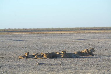 Namibya bozkırında bir aslan sürüsü