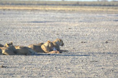 Kenya savanındaki aslan