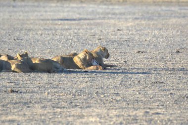 Kenya savanındaki aslan