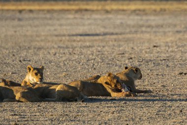 Namibya 'daki Etoşa Ulusal Parkı' nda aslanlar
