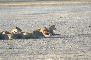 Etoşa Ulusal Parkı 'ndaki aslan ailesi.