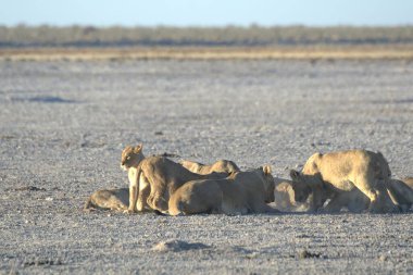 Etoşa Ulusal Parkı, Namibya 'da bir grup vahşi aslan.