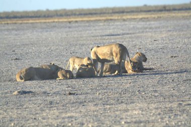 Çöldeki bir grup hayvan.