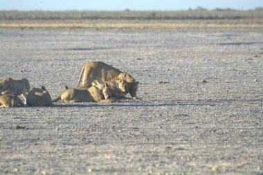 Çölde bir grup aslan.