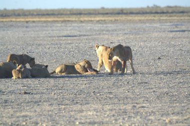 Kenya savanındaki çölde bir aslan sürüsü.