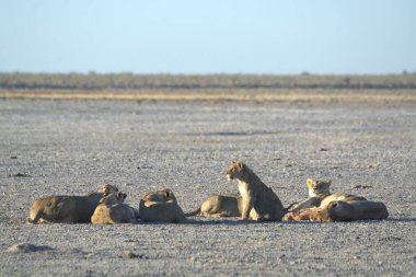 Çölde aslan ve dişi aslan.