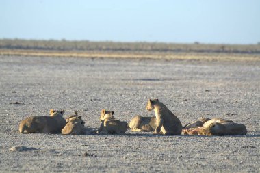 Namibya 'da Etoşa aslanı