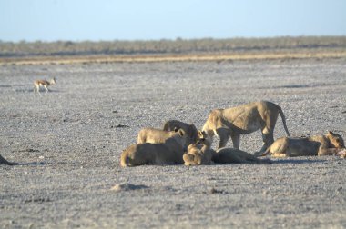 Savanadaki bir grup aslan.