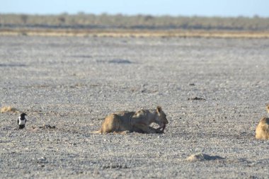 Etoşa Namibya 'daki aslanlar, Afrika