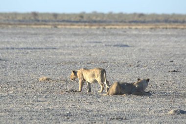 Namibya 'daki Etoşa Ulusal Parkı' nda aslan var. yüksek kaliteli fotoğraf