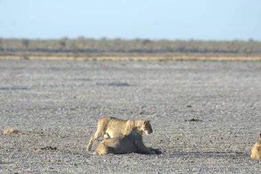 Etoşa namibya 'da bir çift vahşi fil.