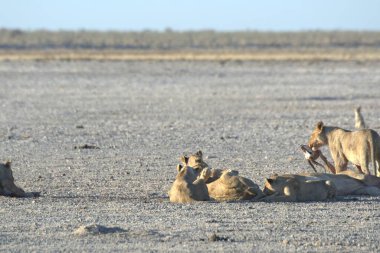 Aslan etkin ulusal park, Namibya