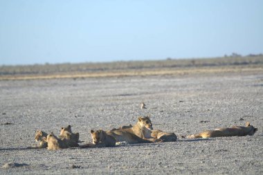Afrika 'nın kuru savanasında aslanlar