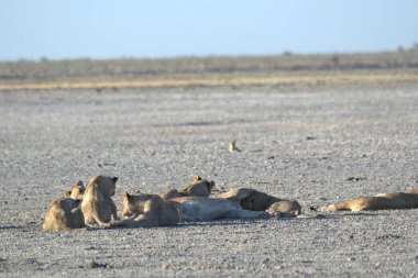 etkin Milli Parkı Namibya bahçesindeki aslanları