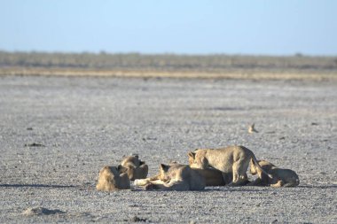 Etoşa Ulusal Parkı 'nın çölünde bir grup aslan.