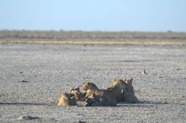 Savanada yürüyen bir grup vahşi aslan.