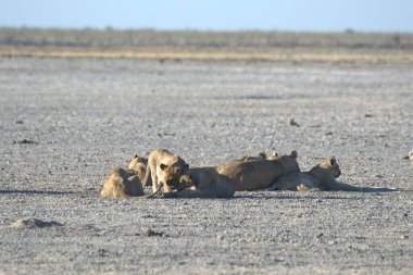 Savanada bir aslan sürüsü