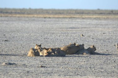 Afrika 'daki savanada bir grup aslan.