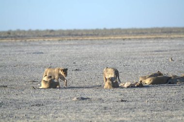 Savanadaki bir grup fil.