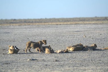 Kenya savanındaki aslan