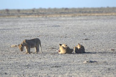 Savanadaki aslan ve aslanlar