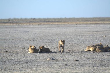 Etoşa Ulusal Parkı 'ndaki aslanlar.
