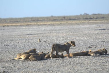 Bir grup aslan yerde.