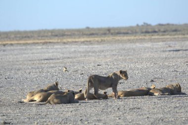 Kenya savanındaki aslanlar