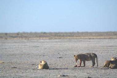 Afrika savanındaki aslanlar