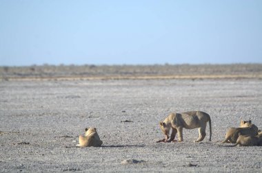 Afrika çalı aslanları, Etoşa Ulusal Parkı