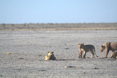 Afrika savanındaki aslan.