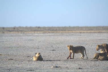 Etoşa namibya 'da bir aslan grubu.