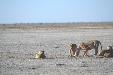 Namibya 'daki Etoşa Milli Parkı' nda aslan ve aslan.