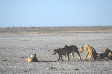 Etoşa Ulusal Parkı, Namibya 'daki su birikintisinde Afrika aslanları.