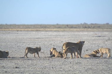 Savanadaki bir grup aslan.