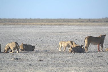 Etoşa Ulusal Parkı 'nda bir grup Afrika fili.