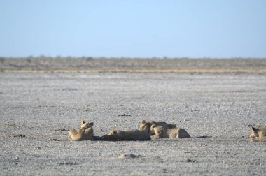 Etoşa, Namibya 'daki kuru çölde bir grup vahşi Delions' un yakın plan fotoğrafı.