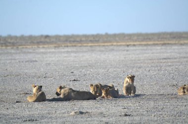 Afrika savanındaki aslan.