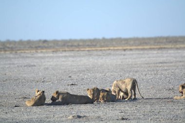 Etoşa Ulusal Parkı 'ndaki kuru kumda dinlenen aslanlar.